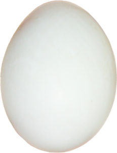 single-duck-egg2